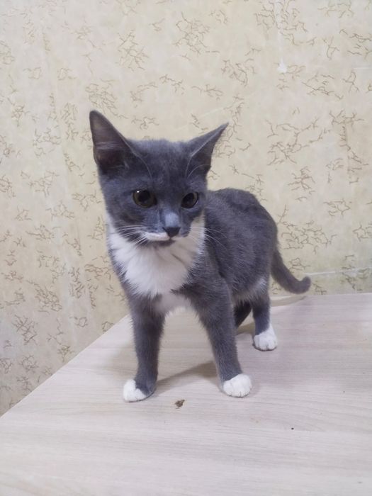 Кошечка 3 мес  возраст