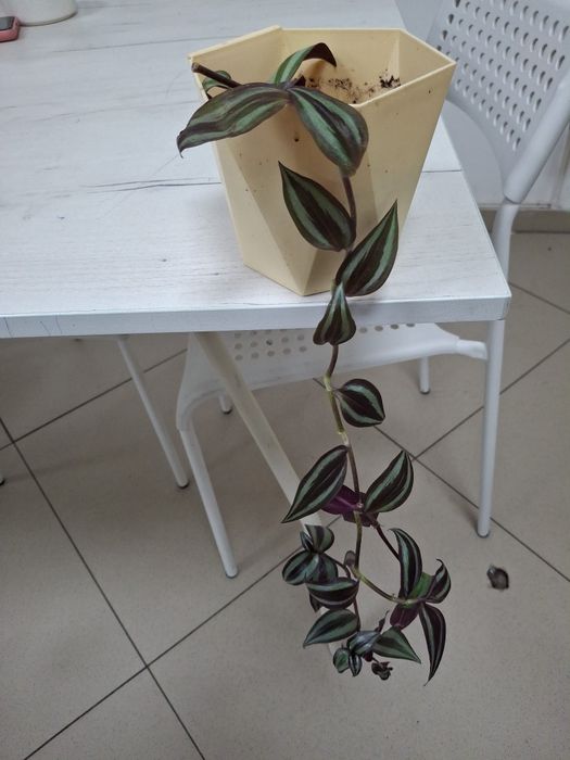 Комнатные  цветы