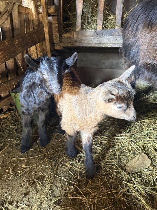 Vand capră la a doua fătare impreuna cu iezii