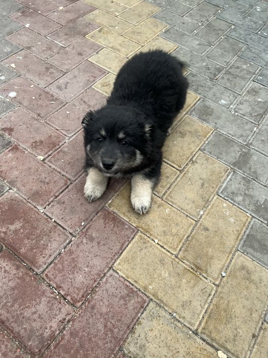 Отдам в хорошие руки