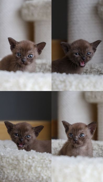 Бурманские котята