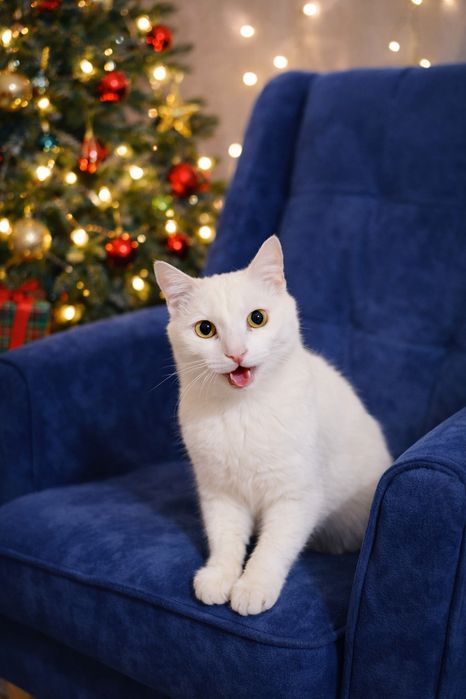 Очень классный молодой кот