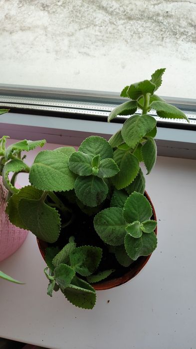 Алоэ и Мята домашние