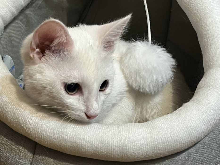 Отдам котенка в добрые руки