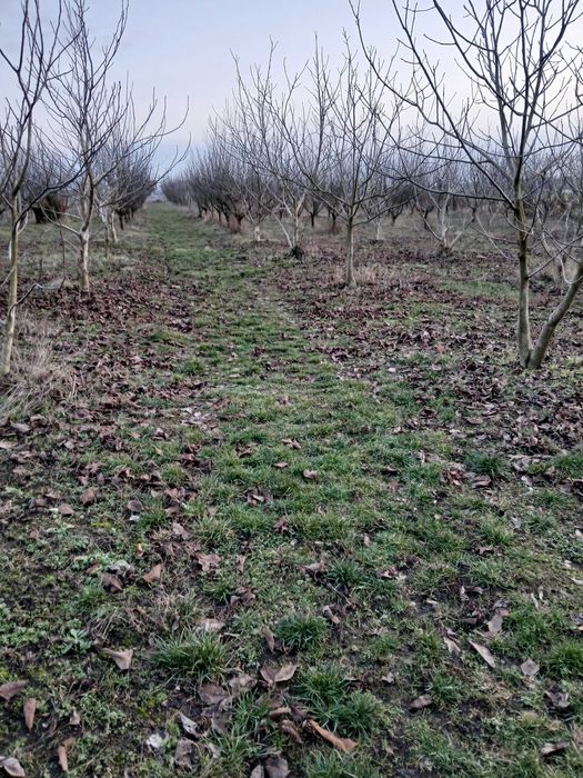 Vand 3 locuri de casa a cate 1500 mpatrati fiecare adica 15 arii