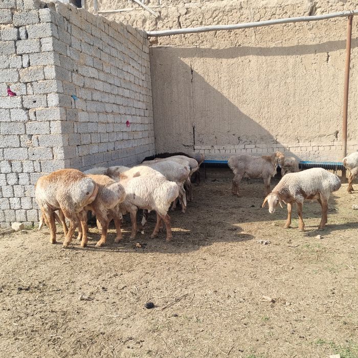 Арашан кучкор зури