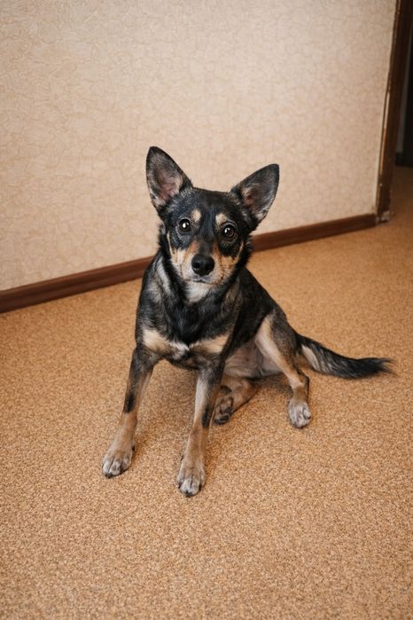 Собачка в поисках семьи