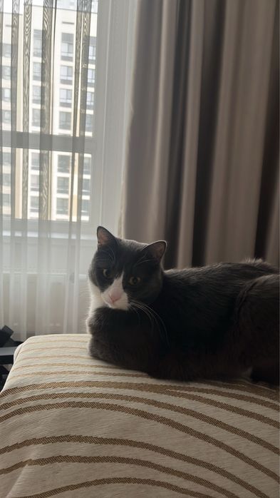 Отдаю кота в добрые руки