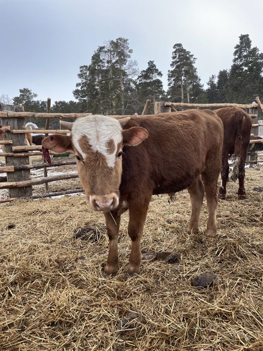 Продам бычков с откорма