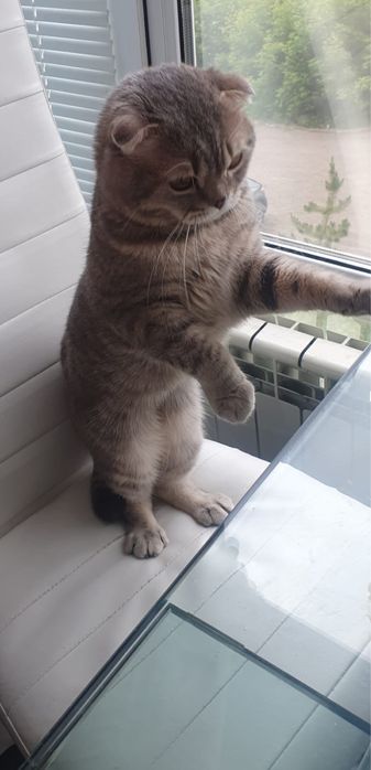 Котята шотландские