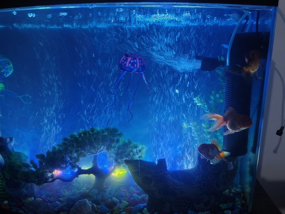 Akvaroium 100 litr,baliqlari ,ichidagi barcha aksessuarlar bilan