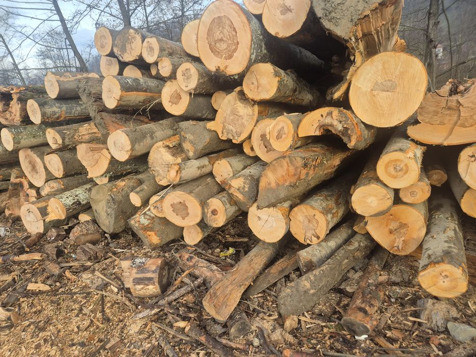 Lemne de foc fag si salcam