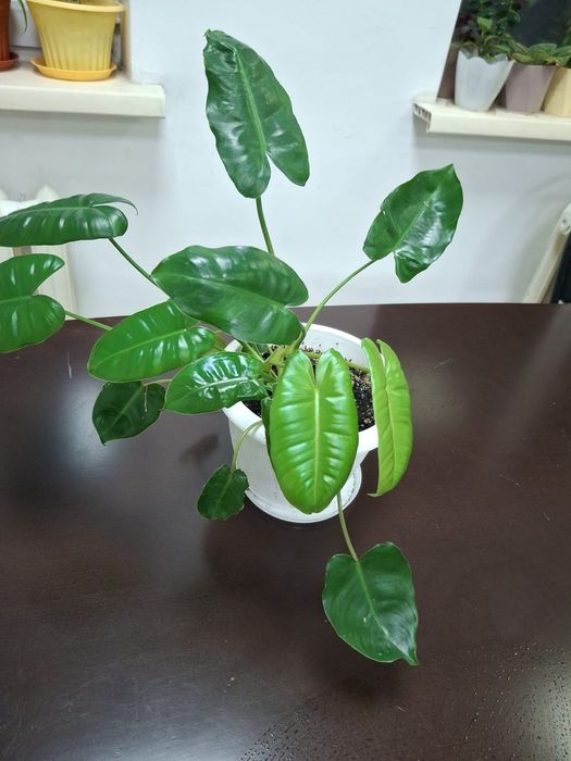 Комнатные  цветы