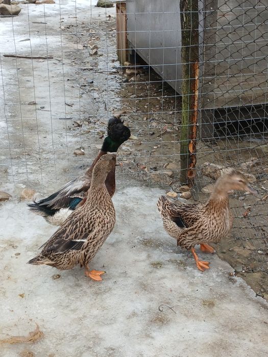 Rațe moțate de vânzare