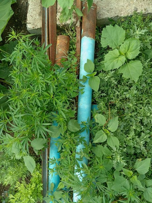 Трубы 5 митровые