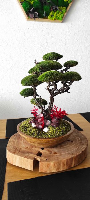 Бонсай със скандинавски мъх и стабилизирани растения!