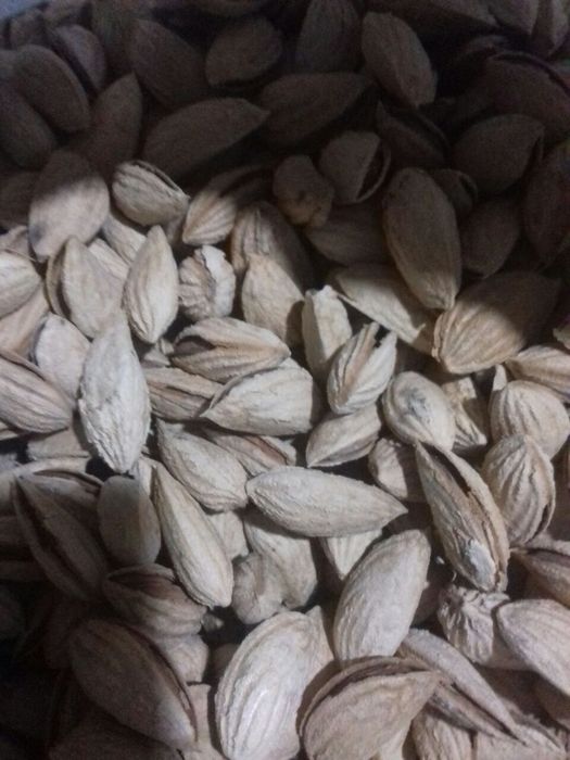 Бодом кучатлари кепан президентки коготи бургут тирнок ва бошкалар