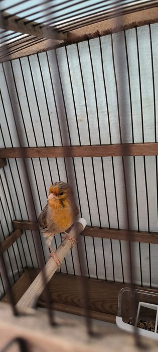 Продаётся Канарейка
