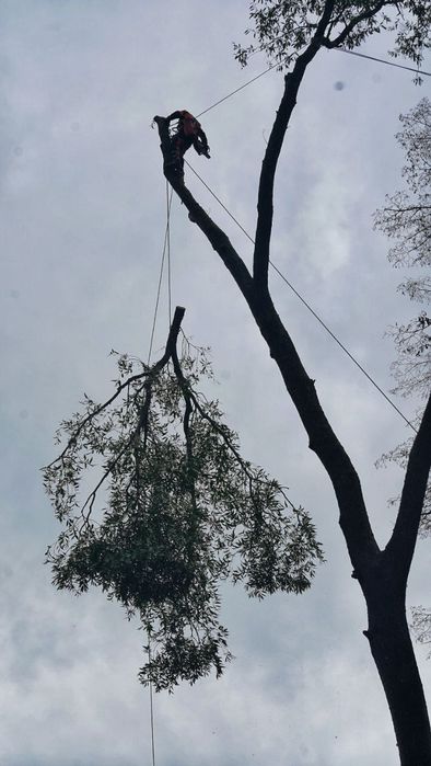 Спил аварийного дерево