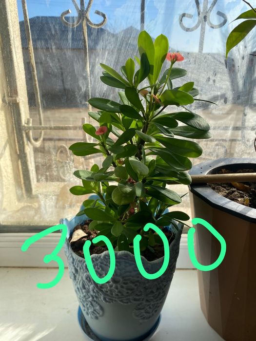 Үй гүлдері сатылады.