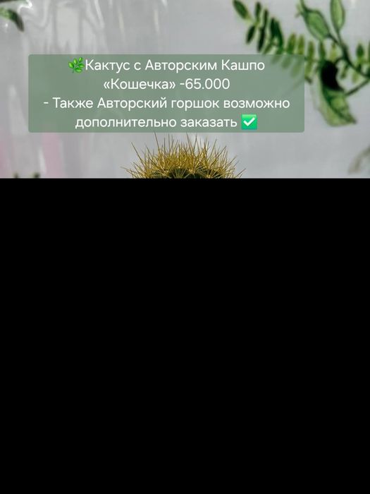 Суккуленты и кактусы