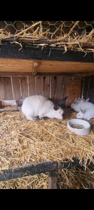 Vand femela UDT cu 6 pui