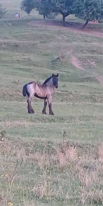 Manz 8 luni de vanzare