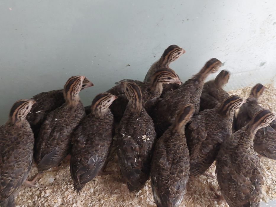 Curci de  țară și  bibilici