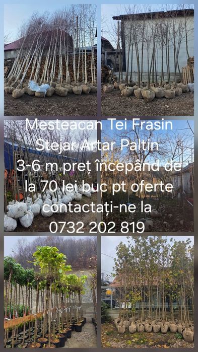 Tuia leilandy la ghiveci cu balot de pământ