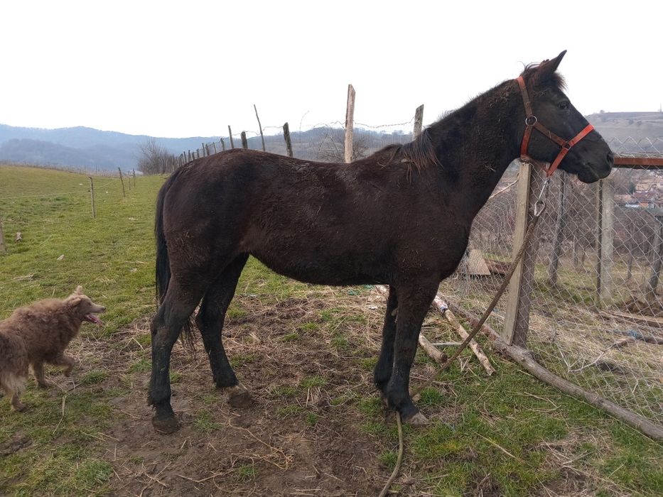 Cal de vanzare mai multe detailii la nr de tel