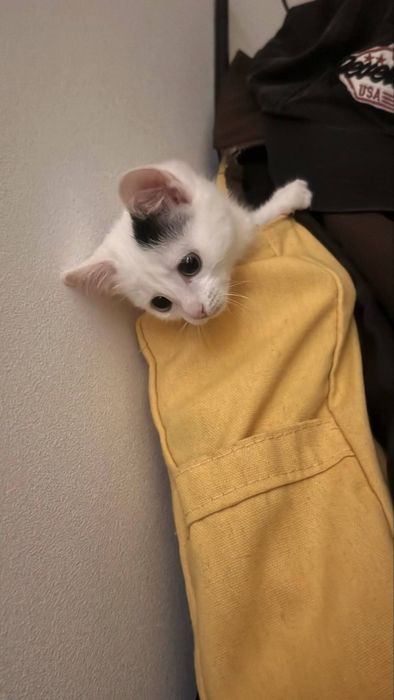 Котик в добрые руки