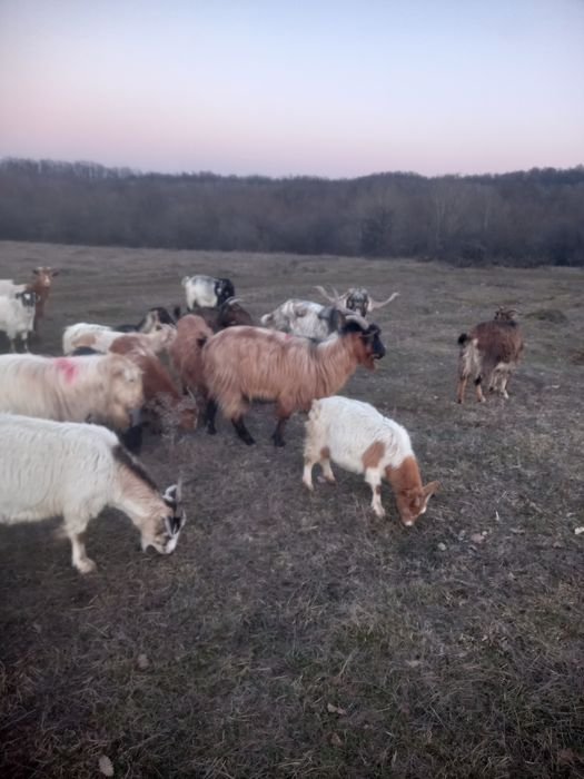 Vând iezi și țapi