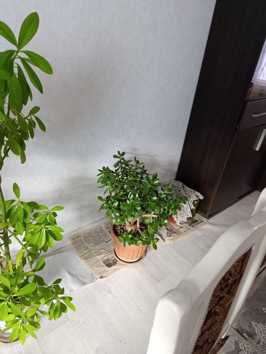 Цветы разного вида