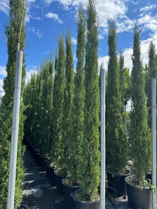 Tuia  leylandii bambus