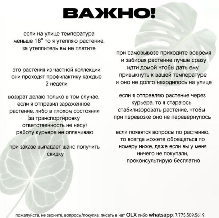 —сингониум, эпипремнум, замиокулькас—