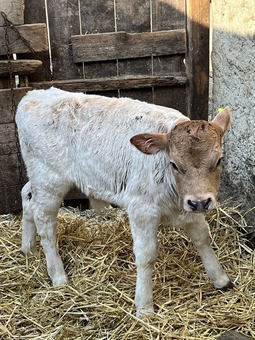 5 masculii si 2 femele de rasa de carne / Angus / baltata romaneasca