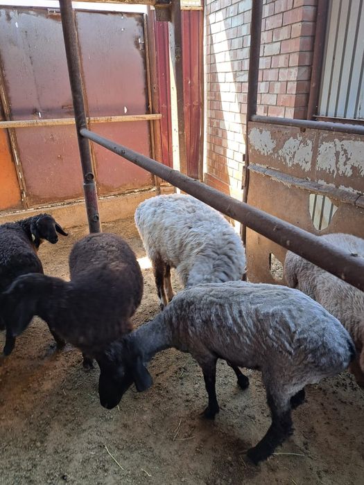 Қолда бағылған қойлар,тоқтылар сатылады