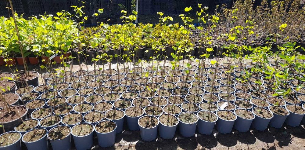 Див рожков (Cercis siliquastrum)  Дърво на Юда