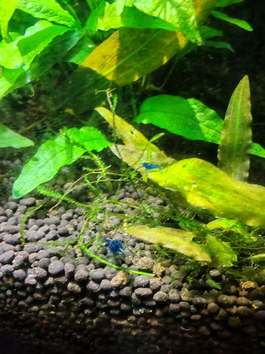 Растения за аквариум и скариди, охлюви хелена