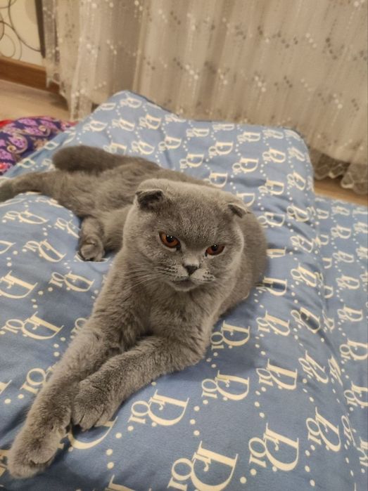 Кошка Лили с Паспортом