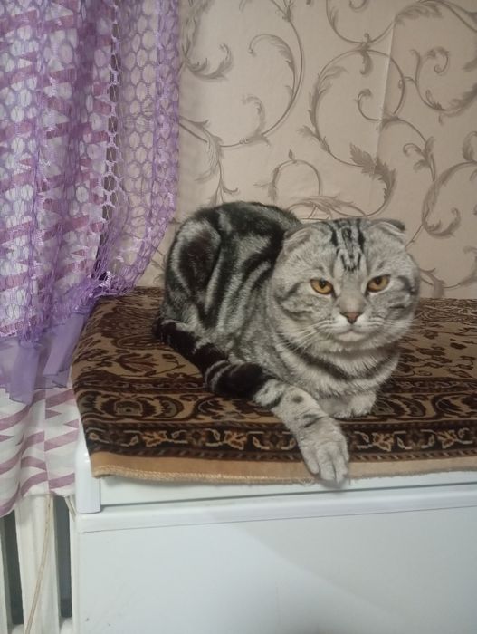 Продам котят вислоухие