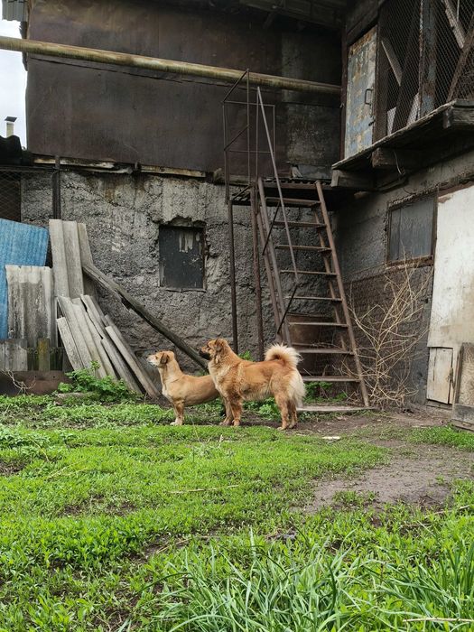 Отдам собачек в добрые руки СРОЧНО