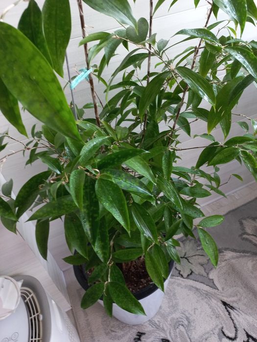 Цветок Драцена Суркулоза