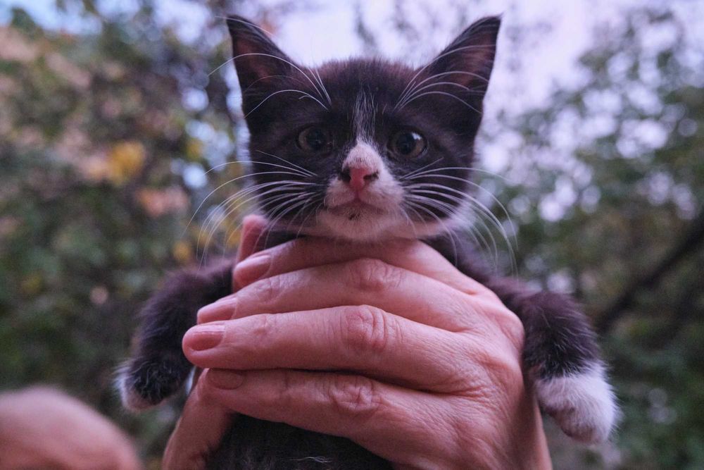 Котенок 2–3 месяца