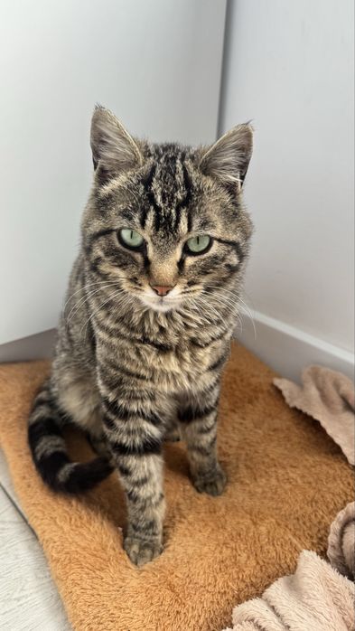 Кот мальчик в добрые руки