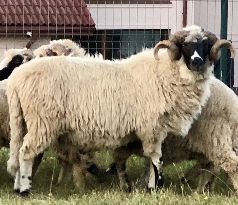 Berbec breaz de vânzare