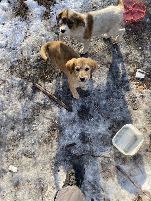 Щенята в добрые руки