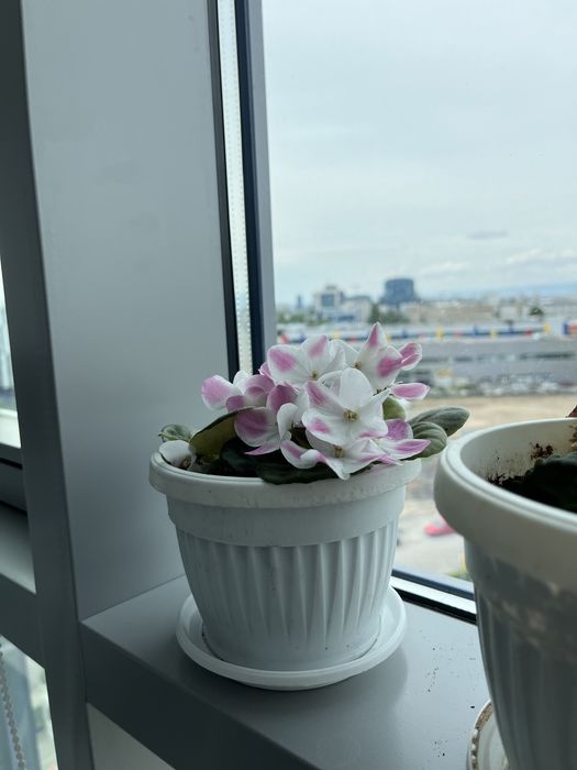 Теменужка в саксия (сентполия)