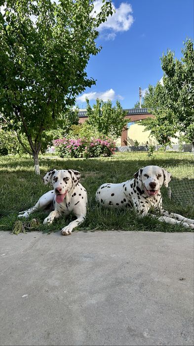 Собаки далматин щенок щенята