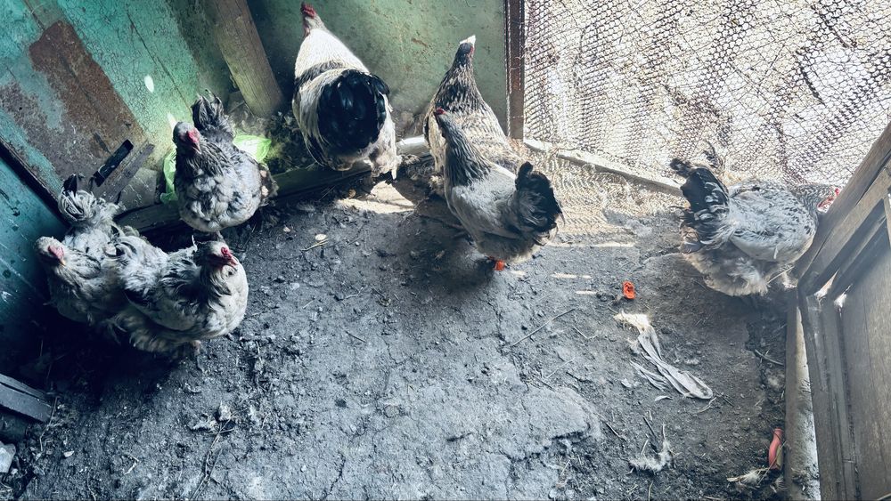 Продам кур с петухаом полубрамы